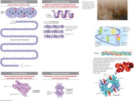 Exploring levels of protein structure