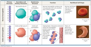 Sickle-cell disease and hemoglobin structure