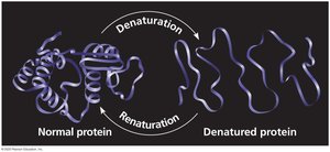 Denaturation and renaturation of a protein