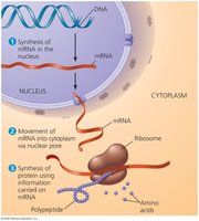Gene expression: DNA to RNA to protein