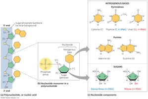 Components of nucleic acids