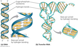 Structures of DNA and tRNA molecules