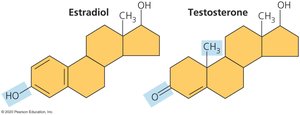 Estradiol and testosterone structures