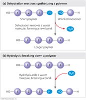 Dehydration and hydrolysis reactions