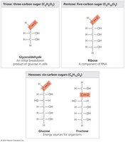 Examples of monosaccharides