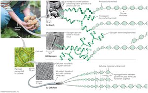 Polysaccharides of plants and animals