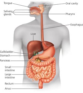 Overview of the human digestive system with labeled organs
