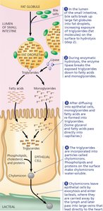 Digestion and absorption of fats in the small intestine
