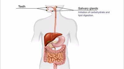 Digestive system highlighting oral cavity and salivary glands
