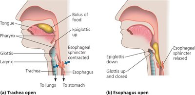 Diagram of swallowing and airway protection