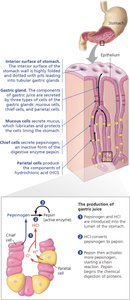 Structure of the stomach wall and gastric glands