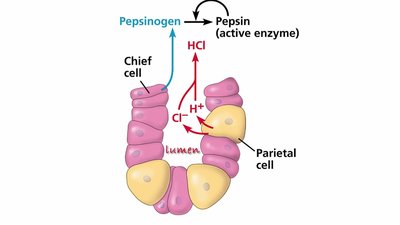 Production of gastric juice by chief and parietal cells