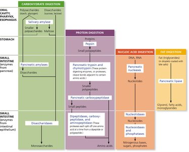 Table of digestive enzymes and their actions