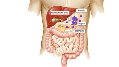Stomach showing protein digestion by pepsin and HCl
