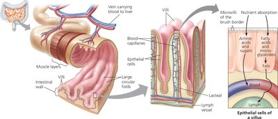 Structure of villi and microvilli in the small intestine