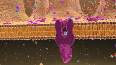 Molecular transport across the intestinal epithelium