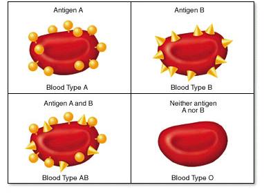 General Biology Patterns of Inheritance Study Guide | Notes