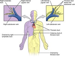 Diagram of lymphatic drainage into subclavian veins