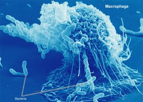 Macrophage engulfing bacteria