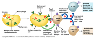 Lymphocyte activation and cytokine signaling
