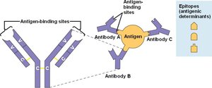 Antigen-antibody binding sites and determinants