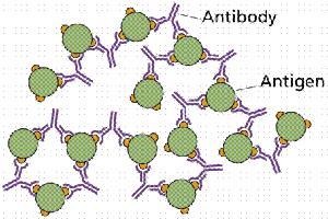 Antigen-antibody complex formation