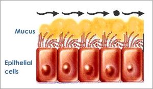 Mucus and cilia trapping pathogens