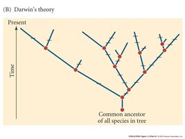 Darwin's tree of life diagram