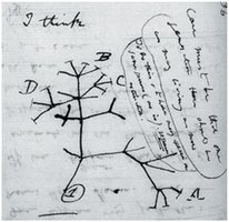 Darwin's original tree sketch