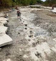 Close-up of dinosaur footprint