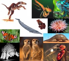 Natural selection and population dynamics