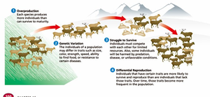 Natural selection acts on heritable variation