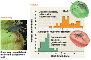 Soapberry bug beak length adaptation