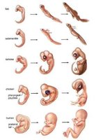 Embryological homology