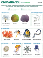 Cnidarian Diversity
