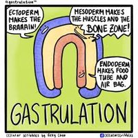 Gastrulation and Germ Layers