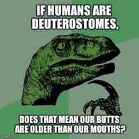 Protostome and Deuterostome Development