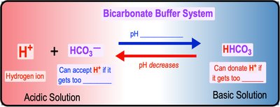 Bicarbonate buffer system in blood (continued)