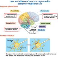 Brain regions and their specialized functions; memory formation diagram