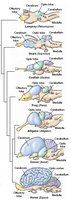 Brain region size comparison in vertebrates