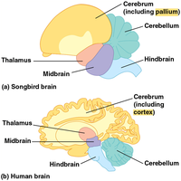 Comparison of pallium in songbird and human brains
