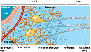 Diagram of glial cell types in CNS and PNS