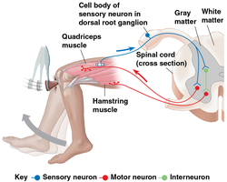 Diagram of a reflex arc in the spinal cord