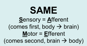 Mnemonic for afferent and efferent pathways
