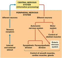 Diagram of efferent pathways and autonomic nervous system divisions