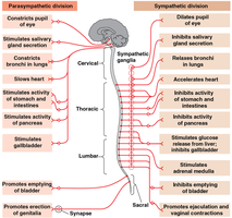 Comparison of parasympathetic and sympathetic division effects