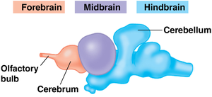 Diagram of forebrain, midbrain, and hindbrain