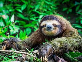 Modern sloth
