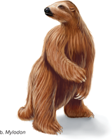 Extinct giant ground sloth