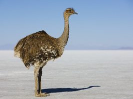 Rhea bird of South America